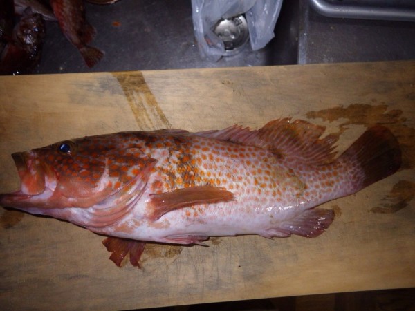 高島でハタ釣り キジハタ38cm たんたんた ん 長崎でルアー釣り