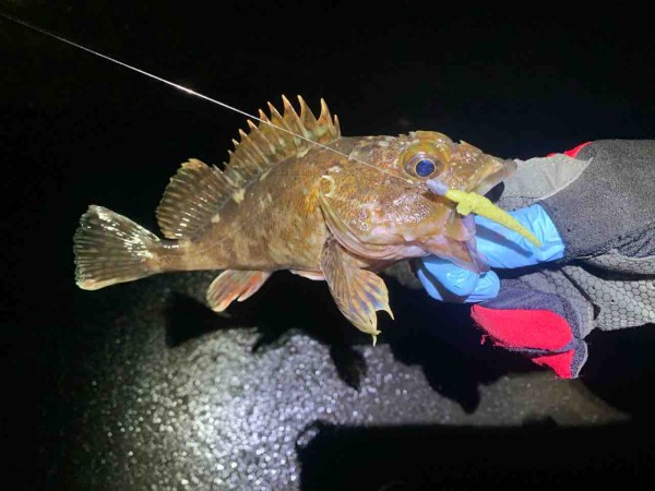 長崎南部は人が多くて釣りできず アラカブポイントで良型アラカブの数釣り たんたんた ん 長崎でルアー釣り 長崎南部は人が多くて釣りできず アラカブポイントで良型アラカブの数釣り たんたんた ん 長崎でルアー釣り