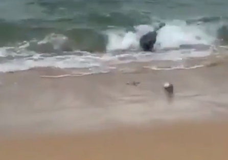 待て待て俺の魚だ 釣りをしていると魚のついでについてきたのは 海外の反応 Qqq 海外の反応