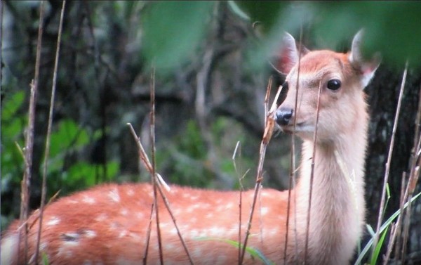 子鹿狩りハンター ﾀﾇｷｳｫｰｶｰｽﾞ野生動物探索日記