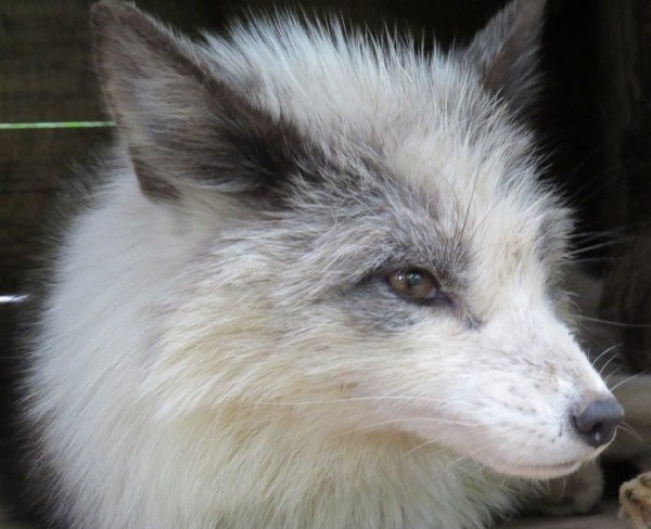 蔵王キツネ村のキツ寝達、その6・プラチナキツネ : ﾀﾇｷｳｫｰｶｰｽﾞ野生