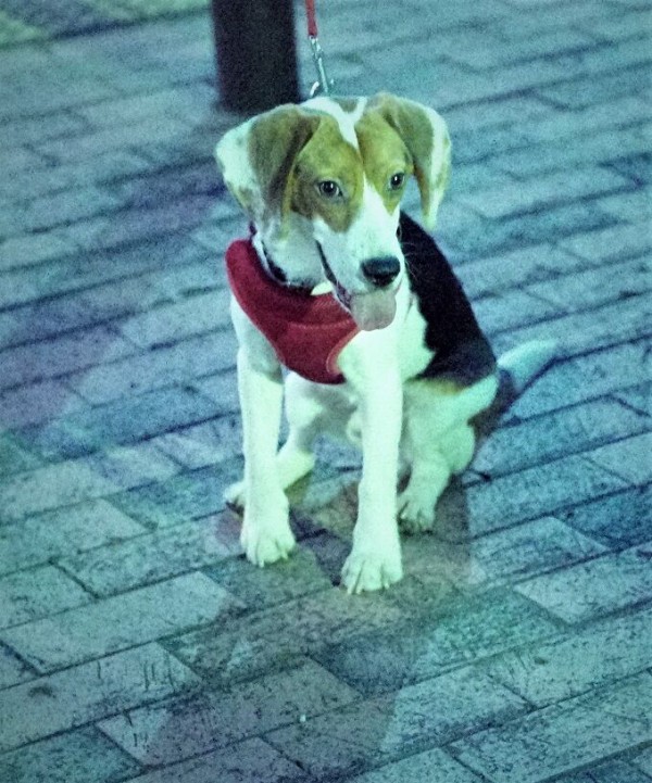 家犬のﾋﾞｰｸﾞﾙ ｶﾓﾒの初散歩 室内教習からの初の外教習へ ﾀﾇｷｳｫｰｶｰｽﾞ野生動物探索日記