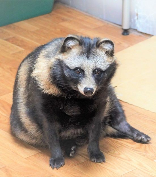 狸集会と野生化した東京のインコ ﾀﾇｷｳｫｰｶｰｽﾞ野生動物探索日記