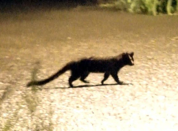 キツネに化かされた事ありますか キツネは人を化かす説 タヌキウォーカーズ野生動物探索日記 キツネに化かされた事ありますか キツネは人を化かす説 タヌキウォーカーズ野生動物探索日記