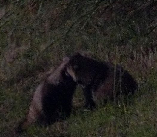 東京タヌキ キツネ 笑 子孫繁栄と共存に期待 ﾀﾇｷｳｫｰｶｰｽﾞ野生動物探索日記