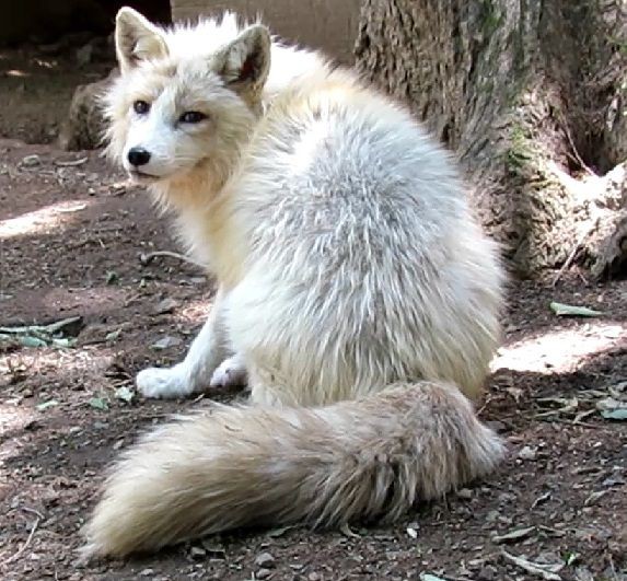 蔵王キツネ村のキツ寝達、その6・プラチナキツネ : ﾀﾇｷｳｫｰｶｰｽﾞ野生