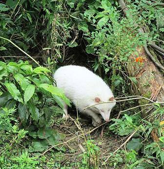 幸運の招き白狸 伊勢式年遷宮参りの時 神の使い 出逢え狸 ﾀﾇｷｳｫｰｶｰｽﾞ野生動物探索日記