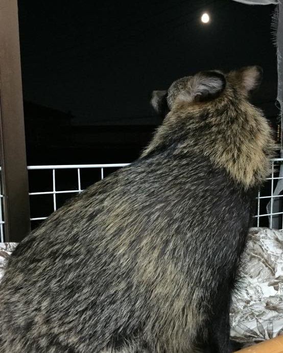 十五夜お月様なお月見しタヌキ ﾀﾇｷｳｫｰｶｰｽﾞ野生動物探索日記