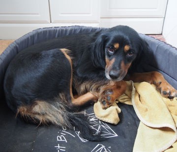 迷い犬事件でてんてこ舞い お家カレーを高級レストランの味に変身させる裏ワザ 異邦人の食卓