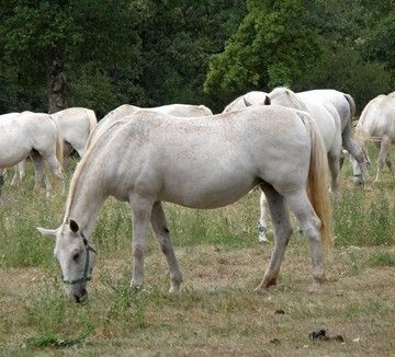 スロヴェニア海岸沿いの町piranと白馬の郷 異邦人の食卓