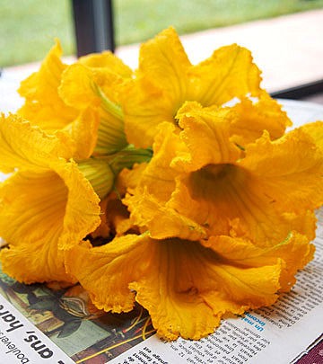 カボチャの花のファルシとチョコレートパルフェ 異邦人の食卓