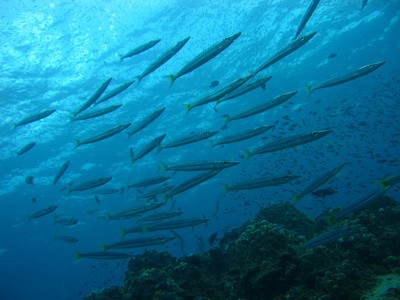 最も欲しかった タイワン カマス タイワン カマス 見分け 方 Saikonomuryomore