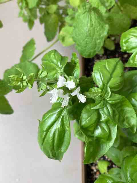 バジルの花 ひかる日記