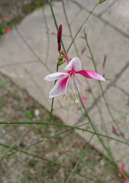 風に揺れる ガウラの花 熊本のエクステリア ガーデン タップハウス