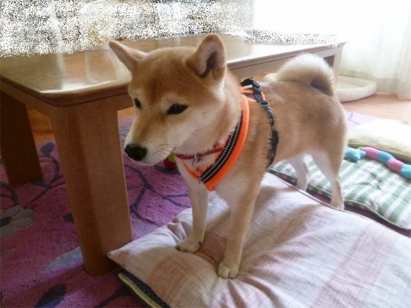 フリースラインドハーネス 装着モデル : 【紀州犬】犬と歩けば棒