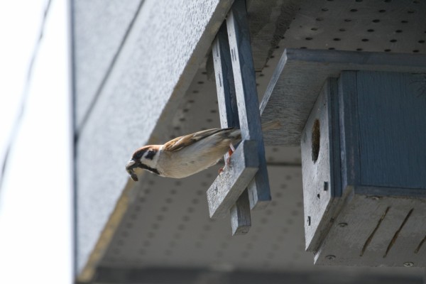 我が家のスズメ達 デジカメと リスと小鳥と 時々その他