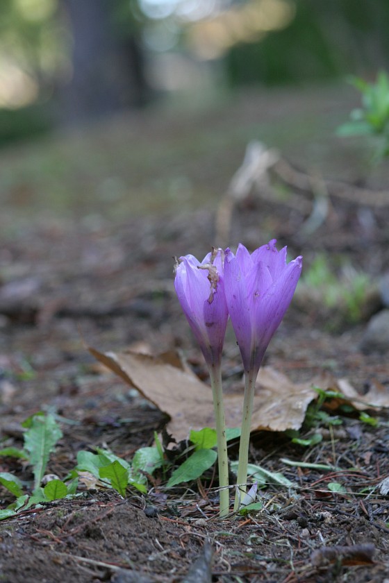 葉見ず 花見ず デジカメと リスと小鳥と 時々その他