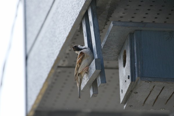 我が家のスズメ達 デジカメと リスと小鳥と 時々その他