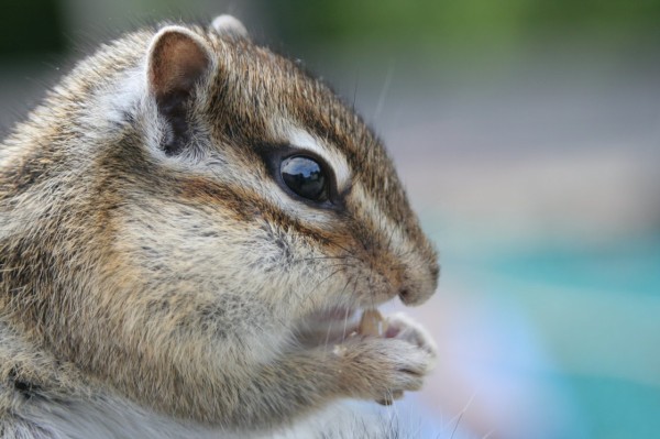 エゾシマリス デジカメと リスと小鳥と 時々その他