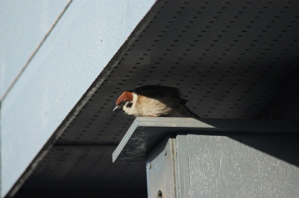今日のスズメさん デジカメと リスと小鳥と 時々その他