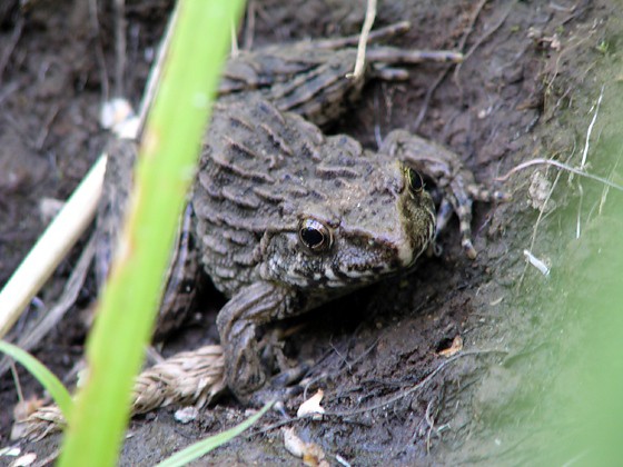 カエル ツチガエル イボガエル デジカメと リスと小鳥と 時々その他