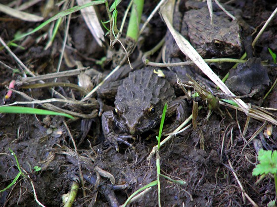 カエル ツチガエル イボガエル デジカメと リスと小鳥と 時々その他