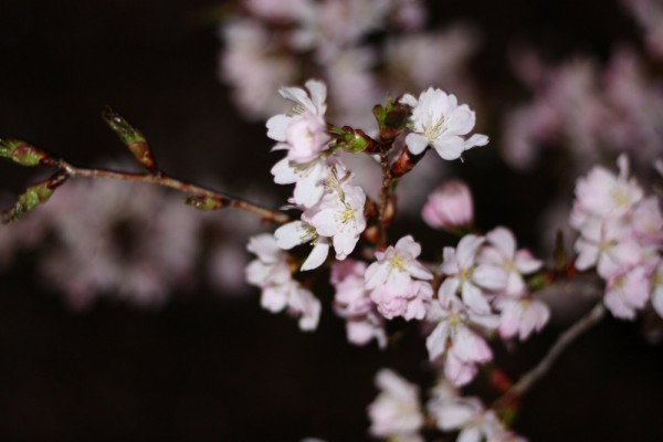 北海道札幌 中島公園 桜が開花したので夜桜を見にお散歩してきました デジカメと リスと小鳥と 時々その他