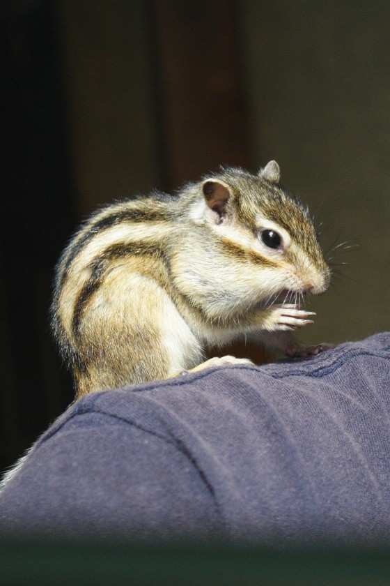 我が家のシマリス デジカメと リスと小鳥と 時々その他