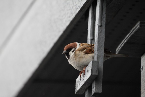 そろそろ スズメの家探し デジカメと リスと小鳥と 時々その他