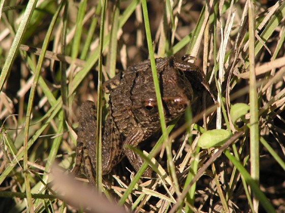 カエル ツチガエル イボガエル デジカメと リスと小鳥と 時々その他