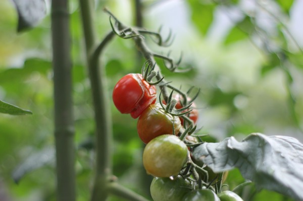 今回の長雨で 家庭菜園の状況 デジカメと リスと小鳥と 時々その他