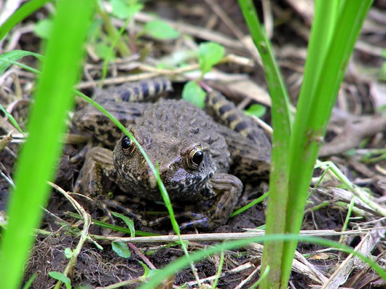 カエル ツチガエル イボガエル デジカメと リスと小鳥と 時々その他