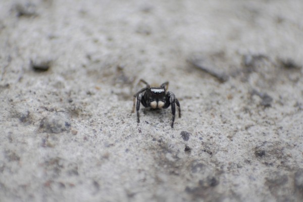 マミジロハエトリグモ オス デジカメと リスと小鳥と 時々その他