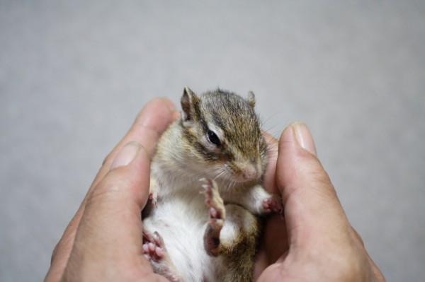 我が家のシマリス デジカメと リスと小鳥と 時々その他
