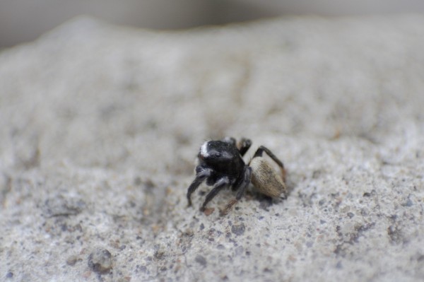 マミジロハエトリグモ オス デジカメと リスと小鳥と 時々その他