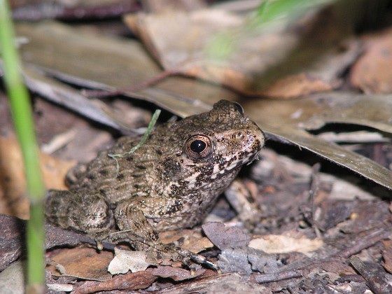 カエル ツチガエル イボガエル デジカメと リスと小鳥と 時々その他