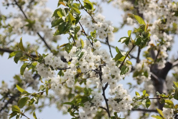 我が家の さくらんぼ の木に花が咲きました 古いレンズでデジタル用レンズっぽく撮ってみた デジカメと リスと小鳥と 時々その他