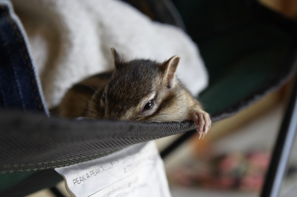 我が家のシマリス デジカメと リスと小鳥と 時々その他