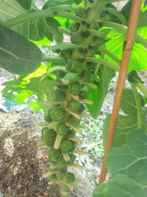 芽キャベツ終了 水耕のほうは残念な結果に 気ままに野菜生活