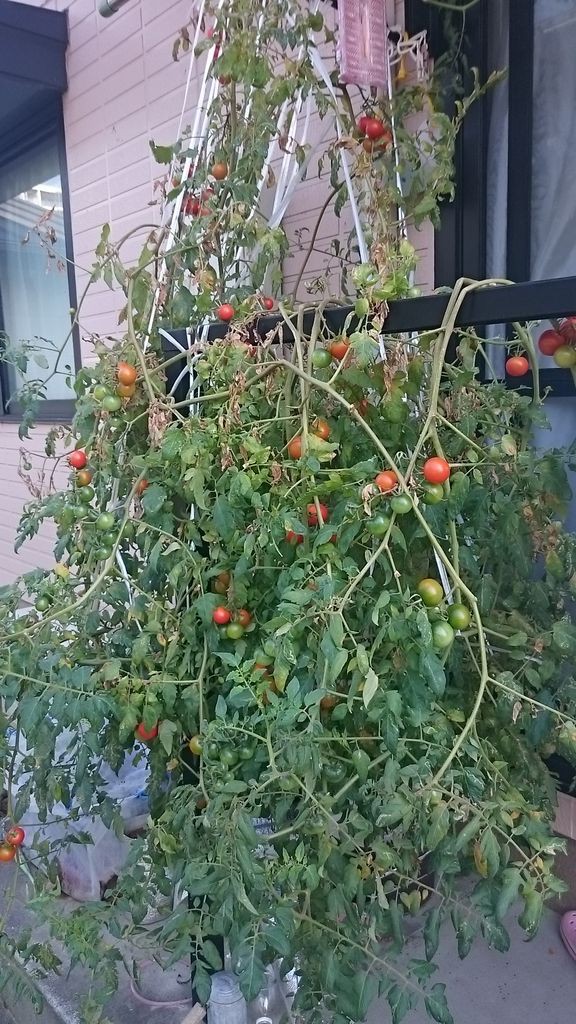 ホームハイポニカぷくぷくまとめ 気ままに野菜生活