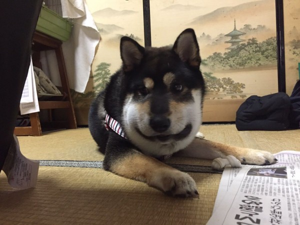 閲覧注意 マムシに噛まれたツイッタラー 腕がバイオハザードになる 黄昏ちゃんねる