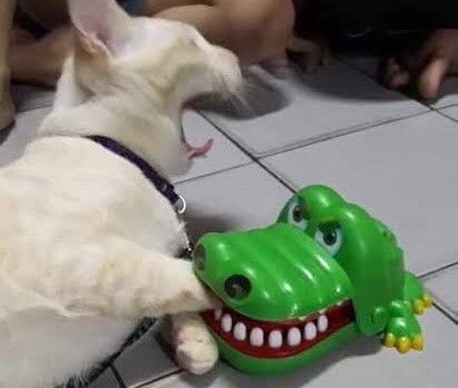 閲覧注意 ワニさん 腹減った 目の前にあるこの腕でも食べるか なんj動物gifスレ 黄昏ちゃんねる