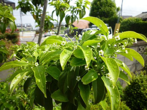 雨上がりの月曜日 黄昏茶房