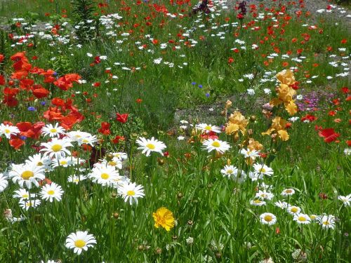 今年の花畑 黄昏茶房