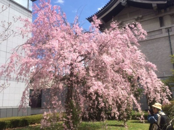 桜 春から夏へ 今日の三中