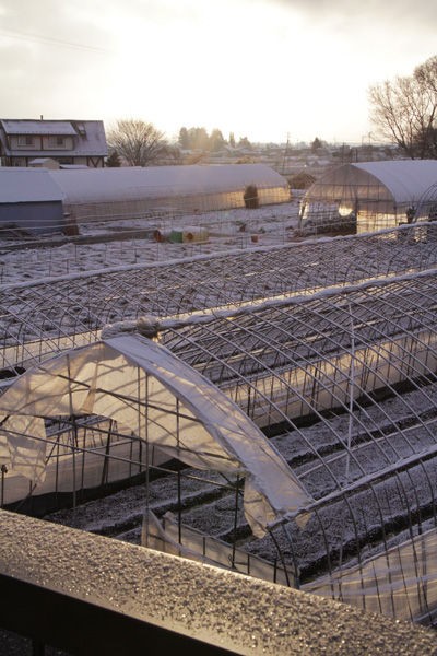 雪と植物 茅野 蓼科 八ヶ岳の田舎暮らし 移住 別荘情報 蓼科企画 朝比奈ブログ