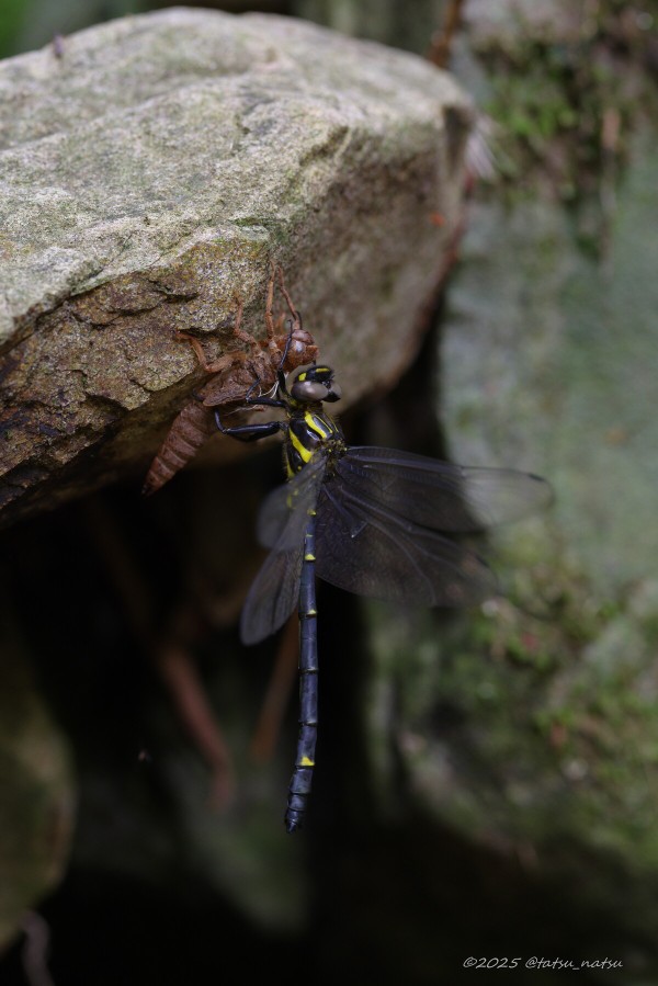 ミナミヤンマ Chlorogomphus brunneus costalis Asahina, 1949