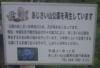 越生 あじさい山は 病害で花が咲かない壊滅状態でした 13 6 26 Tcmt Shinichiroのblog
