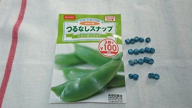 ダイソー つるなしスナップ 1 初めてのスナップ種蒔き 節約目当ての家庭菜園