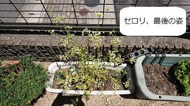 セロリ 3 やむなく撤去 節約目当ての家庭菜園